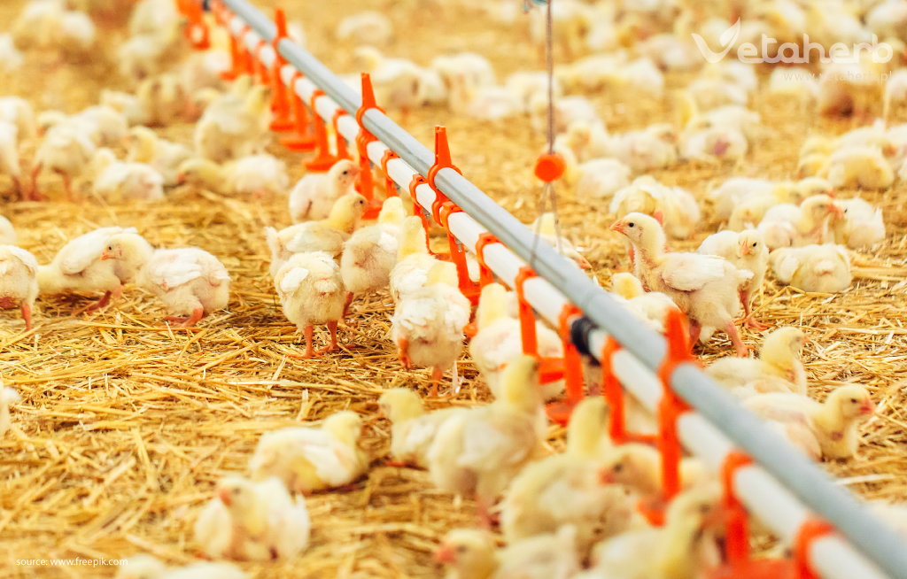 Pobudzanie łaknienia u drobiu jest niezbędne dla zapewnienia odpowiedniego spożycia paszy, co bezpośrednio wpływa na wzrost, zdrowie i wydajność produkcyjną.