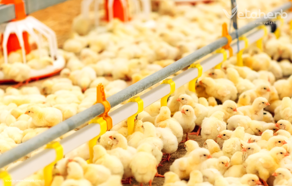 Pobudzanie łaknienia u drobiu jest niezbędne dla zapewnienia odpowiedniego spożycia paszy, co bezpośrednio wpływa na wzrost, zdrowie i wydajność produkcyjną.