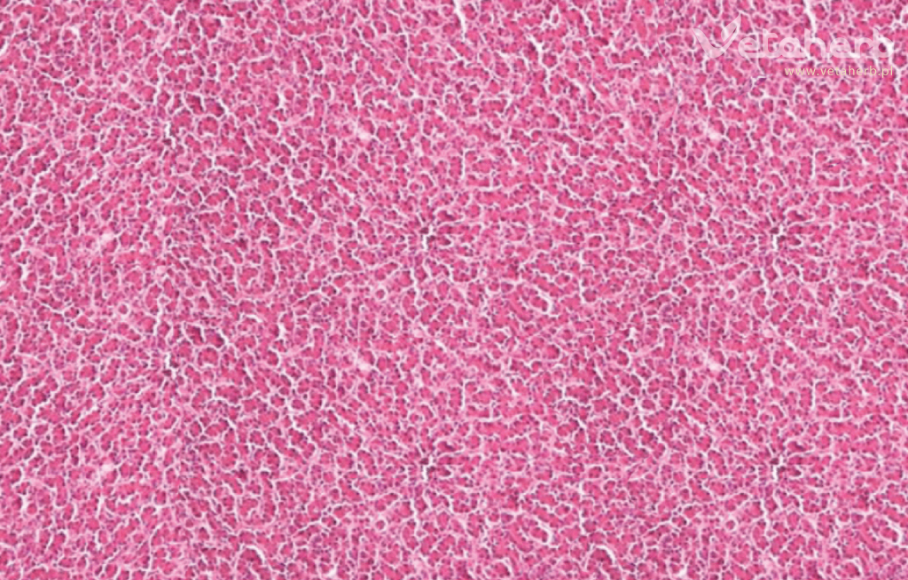 Wątroba jest jednym z najważniejszych organów w organizmie drobiu, pełniącym wiele kluczowych funkcji metabolicznych, detoksykacyjnych i magazynujących. W intensywnej hodowli zdrowa wątroba odgrywa decydującą rolę w zapewnieniu optymalnego wzrostu, produkcji oraz ogólnej kondycji ptaków.