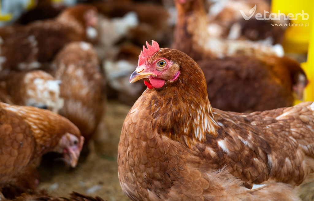 Stłuszczenie wątroby to jedno z najczęstszych zaburzeń metabolicznych u drobiu, szczególnie w intensywnych systemach hodowlanych. Charakteryzuje się nadmiernym gromadzeniem tłuszczu w hepatocytach, co prowadzi do upośledzenia funkcji metabolicznych oraz detoksykacyjnych wątroby