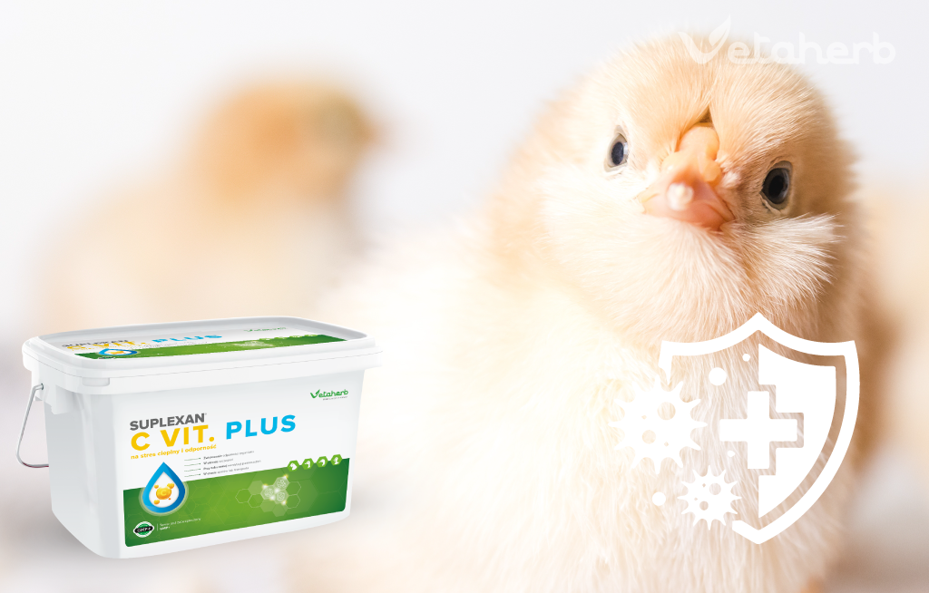 C VIT PLUS – wsparcie odporności i kondycji stada drobiu Vetaherb