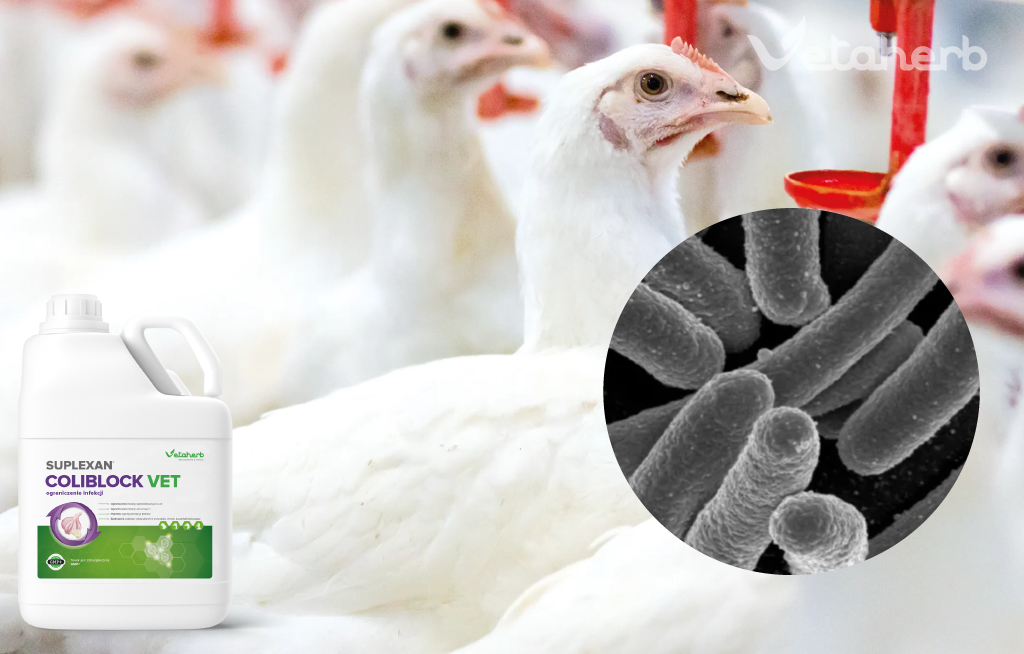 ColiBlockVet – wsparcie jelit przy presji E. coli u drobiu | Vetaherb