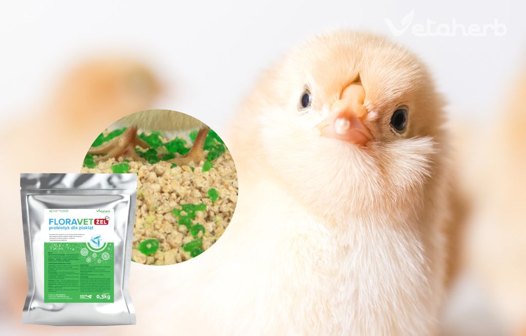 Floravet Żel – probiotyk dla piskląt i regeneracja jelit drobiu Vetaherb