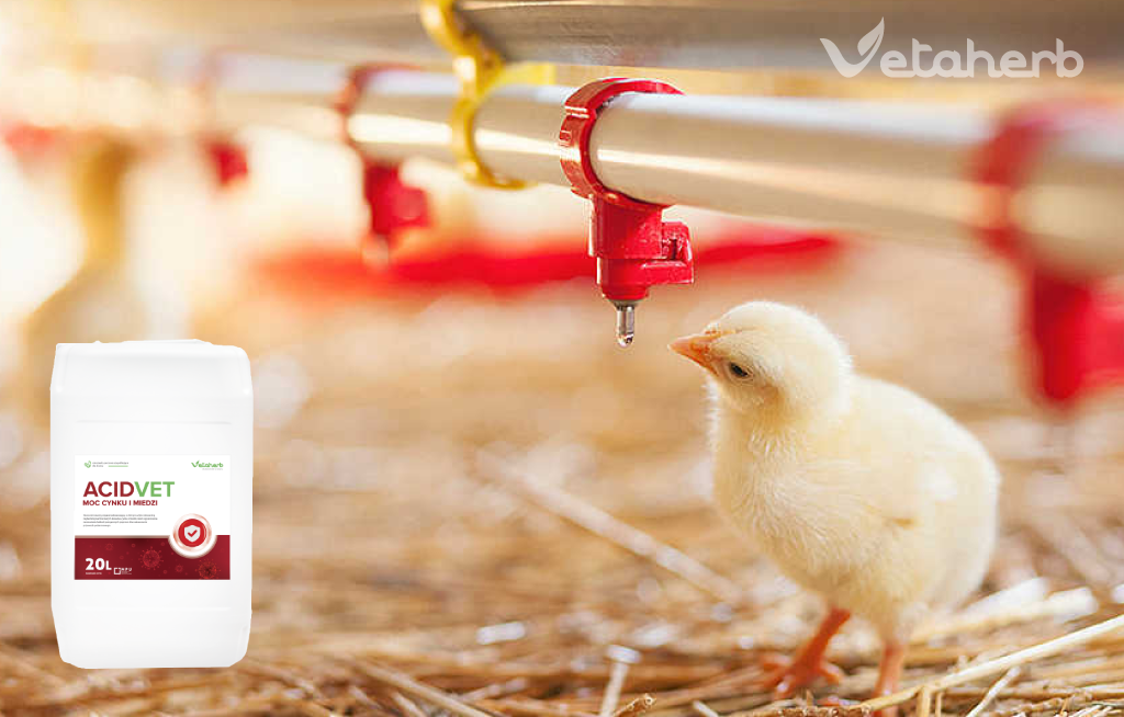 AcidVet – zakwaszacz do wody pitnej dla drobiu Vetaherb – obniżanie pH i higiena jelit