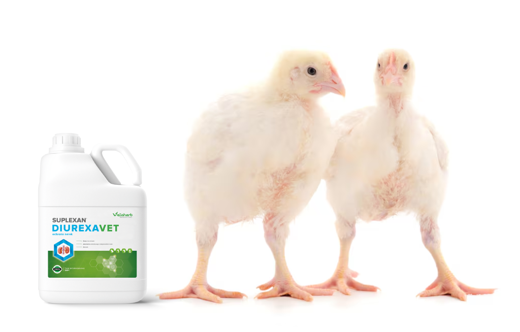 DiurexaVet – naturalna ochrona nerek i regeneracja układu moczowego drobiu Vetaherb