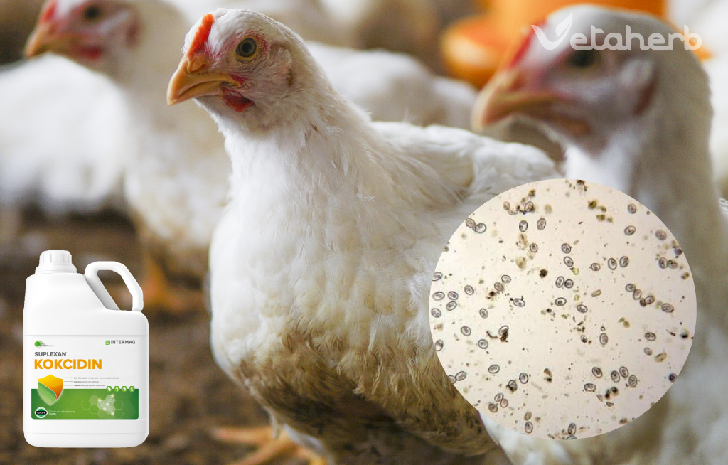 Kokcidin – naturalna ochrona przed kokcydiozą drobiu Vetaherb