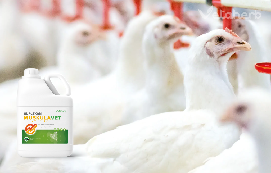 MusculaVet – wsparcie przyrostów masy mięśniowej i wyników produkcyjnych drobiu Vetaherb