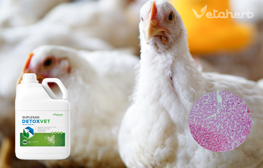 DetoxVet – wsparcie funkcji wątroby i detoksykacja drobiu Vetaherb