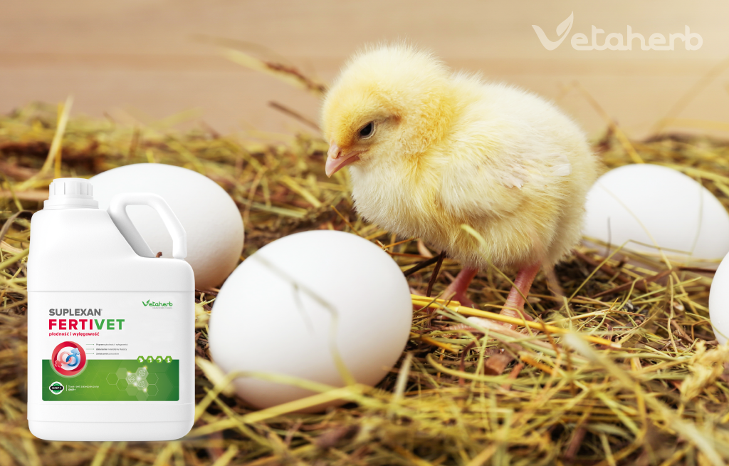 Wsparcie płodności drobiu FertiVet – wylęgowości i rozród
