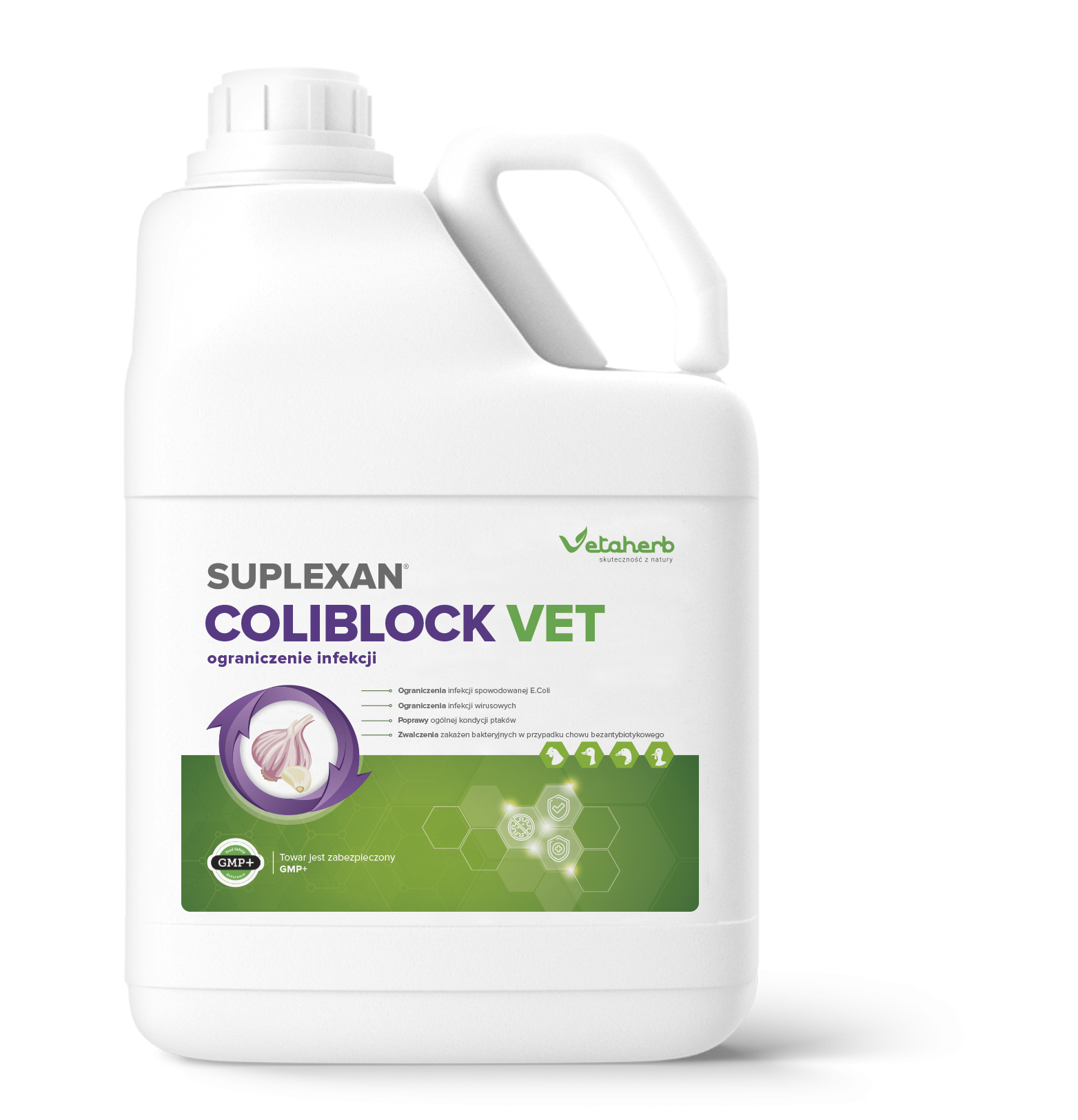 kolibakterioza u kur, zakażenie E. coli u kur – leczenie i bioasekuracja w kurniku