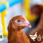 Czosnek w żywieniu drobiu wspiera jelita, odporność i wyniki produkcyjne