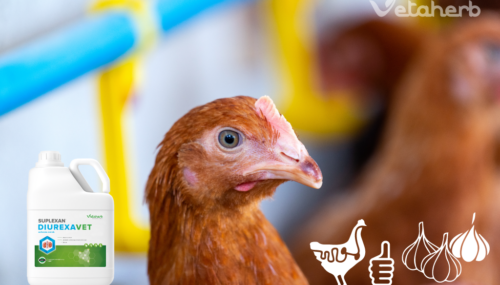 Czosnek w żywieniu drobiu wspiera jelita, odporność i wyniki produkcyjne