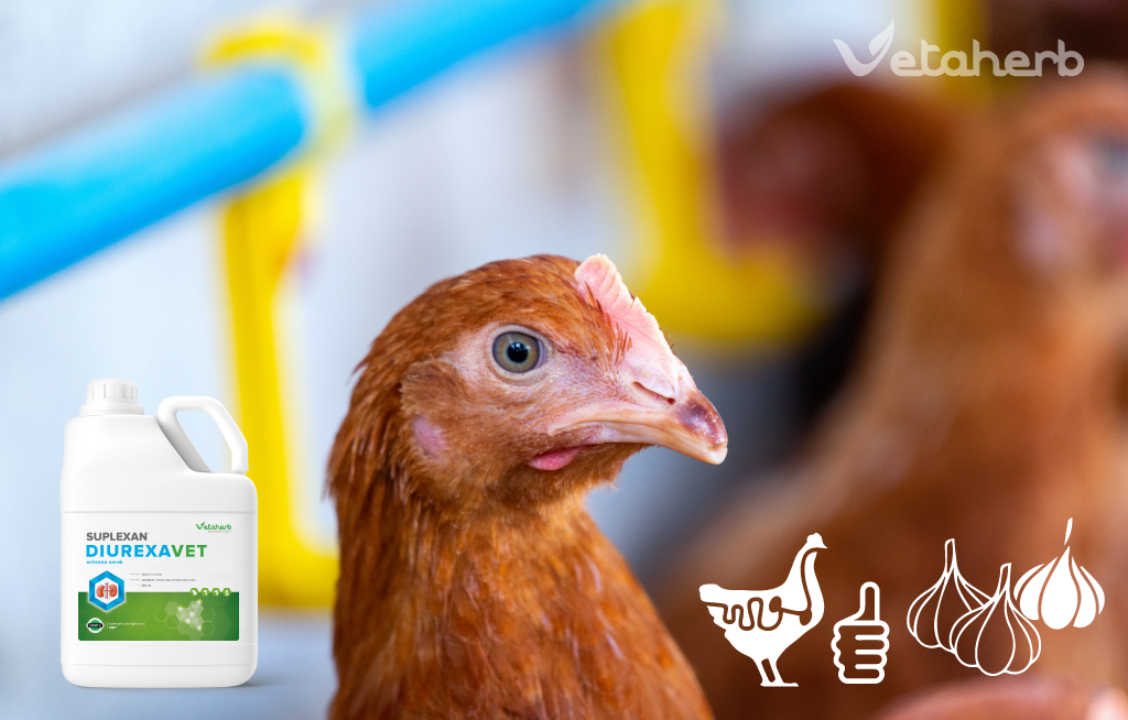 Czosnek w żywieniu drobiu wspiera jelita, odporność i wyniki produkcyjne