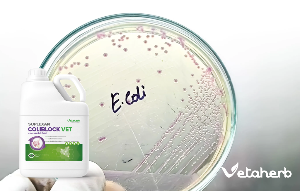 Kolibakterioza u kur – niebezpieczna bakteria E. coli