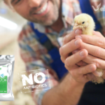 Hodowla brojlerów bez antybiotyków – praktyczny program na zdrowie jelit i FCR