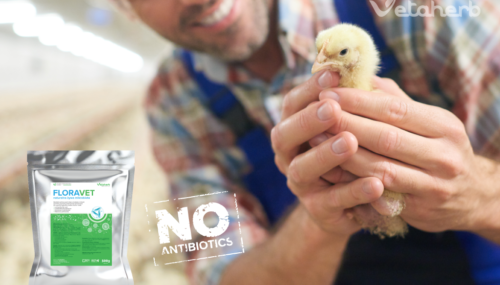 Hodowla brojlerów bez antybiotyków – praktyczny program na zdrowie jelit i FCR