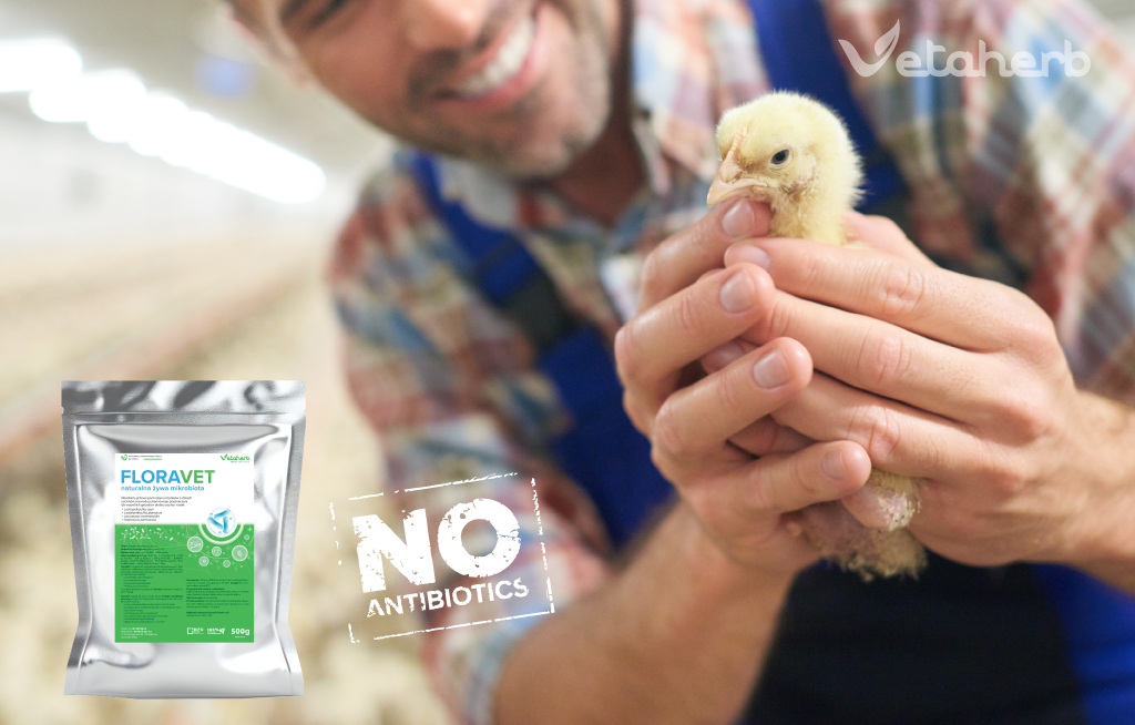 Hodowla brojlerów bez antybiotyków – praktyczny program na zdrowie jelit i FCR