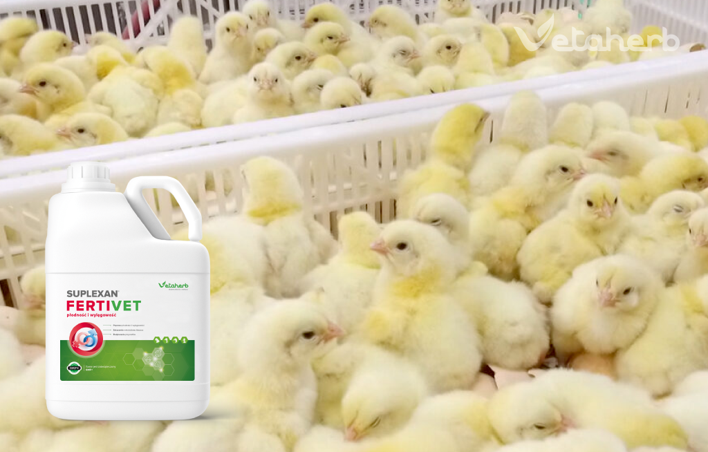 Niska wylęgowości jaj i problemy rozrodu drobiu – poprawa nieśności i jakości jaj wylęgowych u niosek i reproduktorów