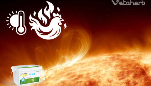 Stres cieplny u drobiu brojlerów niosek – dyszenie i mokra ściółka w upały