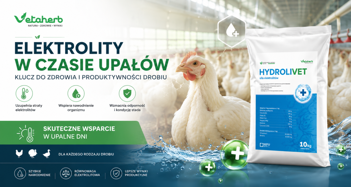 Hydrolivet Elektrolity dla drobiu w czasie upałów – wsparcie nawodnienia i równowagi elektrolitowej