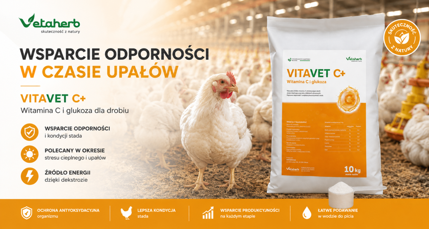 Witamina C dla drobiu w okresie upałów – wsparcie odporności i energii stada- vetaherb Vitavet C+